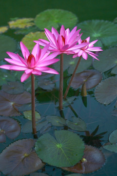 莲花