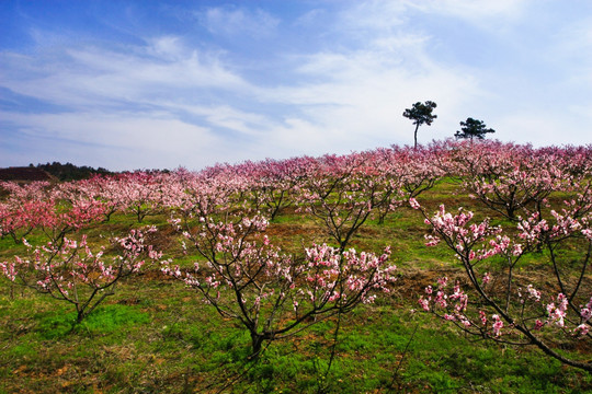 桃花