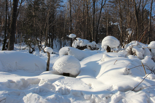 雪蘑菇