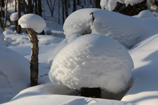 雪蘑菇