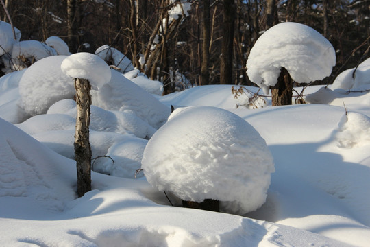 雪蘑菇