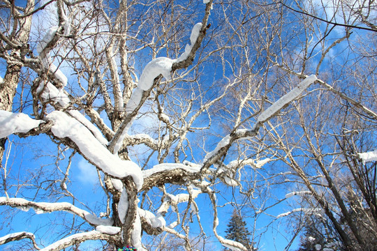 雪树