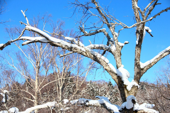 雪树