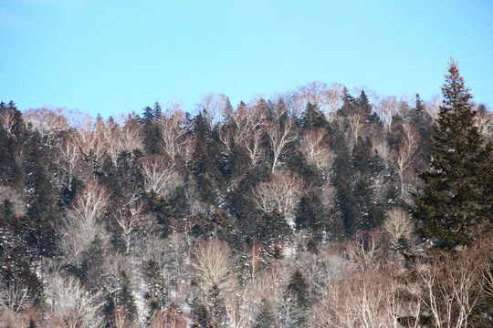 雪乡风景