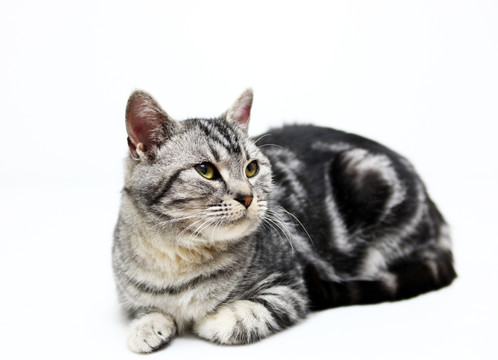 美国短毛猫