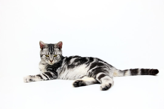 美国短毛猫