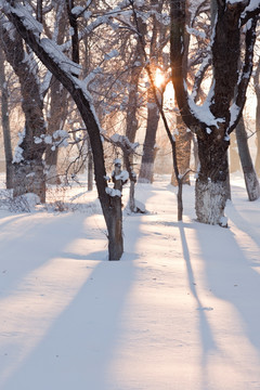 冬雪