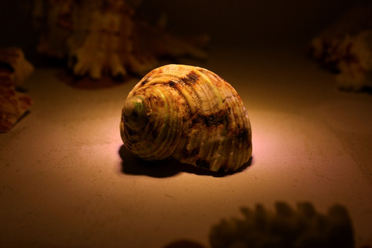 海螺