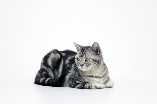 美国短毛猫