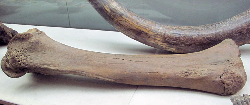 猛犸象腿骨化石