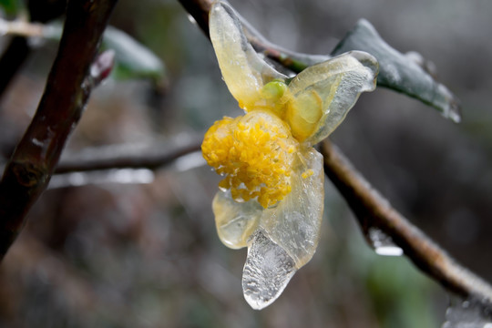 冰茶花