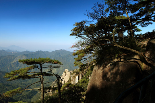 三清山迎客松