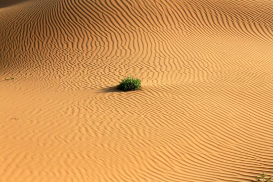 巴丹吉林 沙漠植物