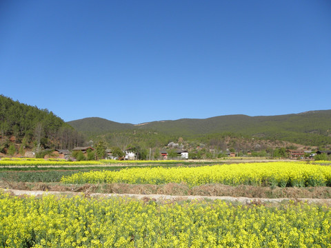 金色田野