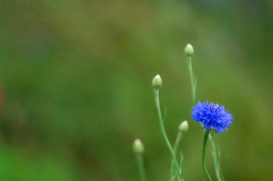 矢车菊