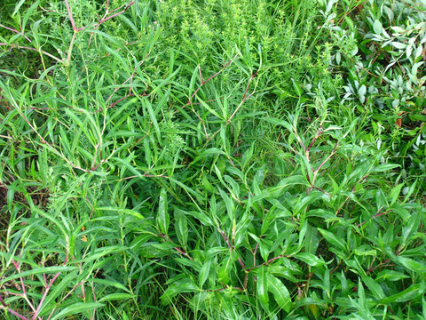 野生植物 酸姜