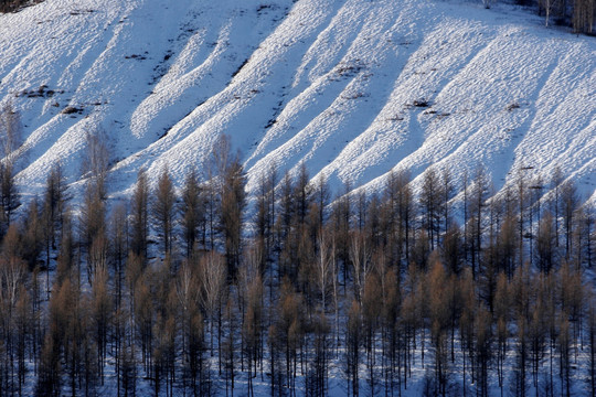 雪山小松树