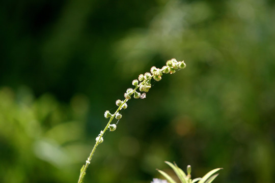 野生植物 龙芽草