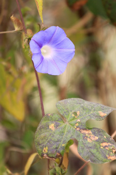 牵牛花 喇叭花