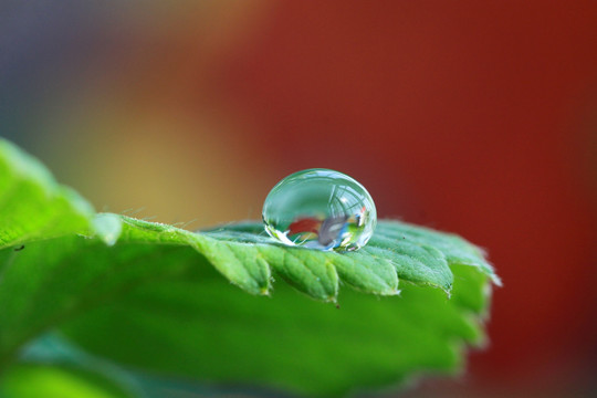 水珠 叶子