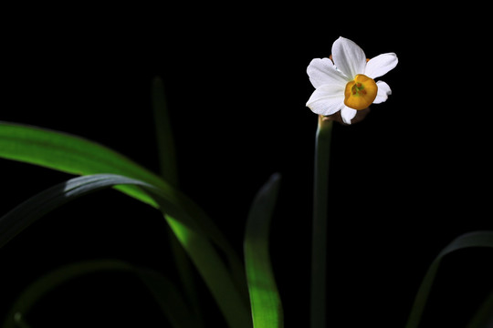 水仙 水仙花