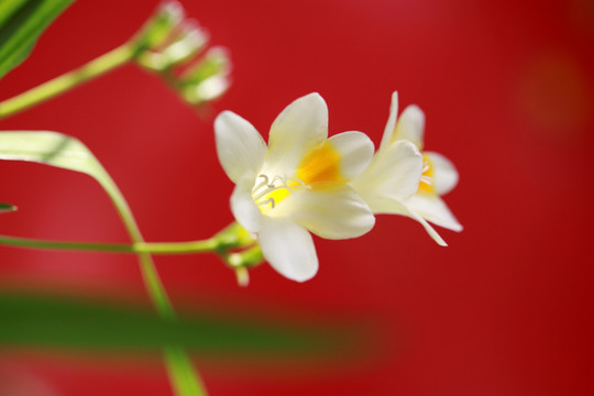 香雪兰 兰花