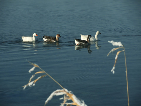 一群游水的家鹅