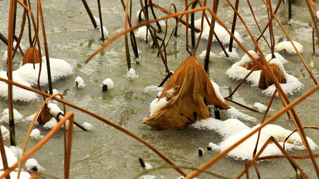 枯荷听雪