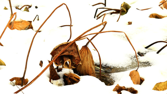 枯荷听雪