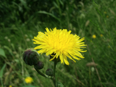 野菊花