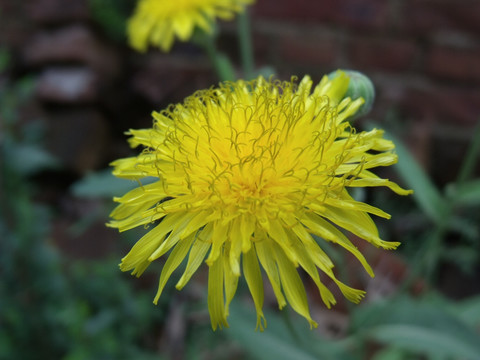 野菊花