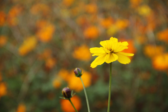 野菊花