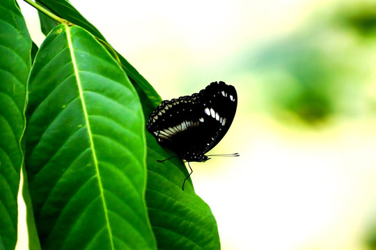 美丽黑蝴蝶