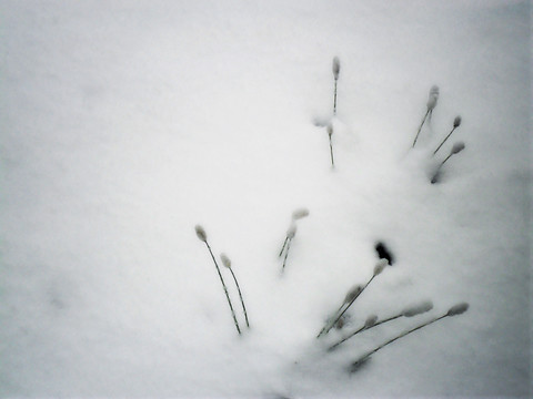 雪中一景