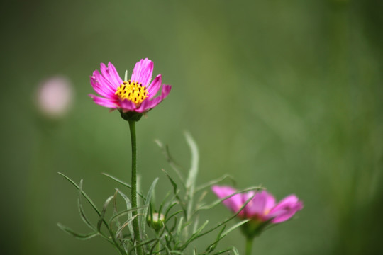 小菊花