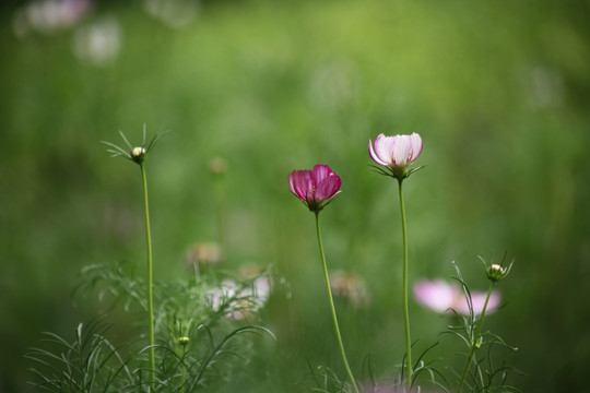 小菊花
