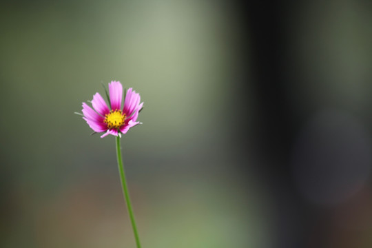 小菊花