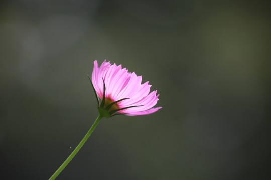 小菊花