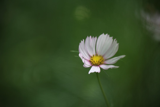 小菊花