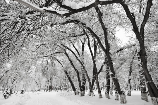 冬雪