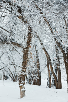 冬雪