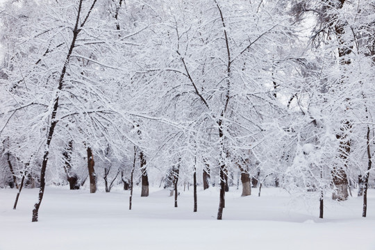 冬雪