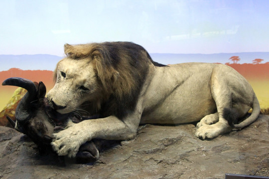 狮子捕食 标本
