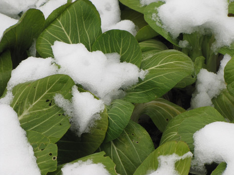 雪中青菜