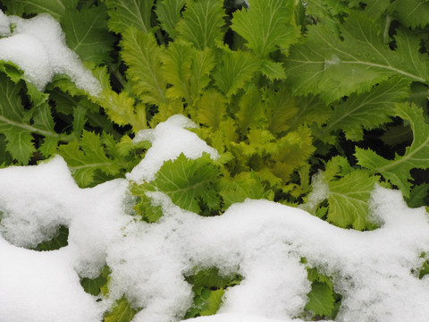 雪中的雪里蕻 霉干菜