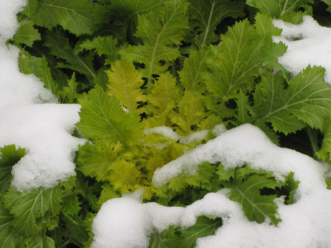 雪中的雪里红 霉干菜