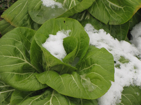 雪中青菜