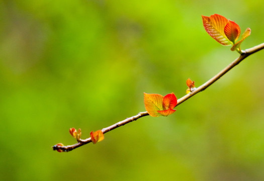 树芽