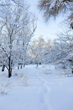 雪景