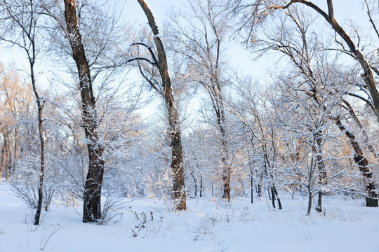 冬雪